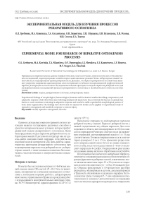Экспериментальная модель для изучения процессов репаративного остеогенеза