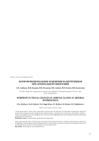 Морфофункциональные изменения надпочечников при артериальной гипертонии
