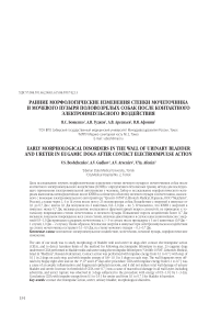 Ранние морфологические изменения стенки мочеточника и мочевого пузыря половозрелых собак после контактного электроимпульсного воздействия