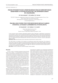 Реконструкция трахеи армированным реваскуляризируемым кишечным аутотрансплантатом (экспериментальное исследование)