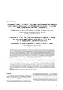 Морфофункциональная организация гладкой мышечной ткани лимфангионов грудного протока крысы в норме и в условиях моделирования механической желтухи