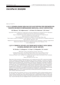 С-Jun N-терминальные киназы и их модуляторы при ишемически-реперфузионном повреждении миокарда (обзор литературы)