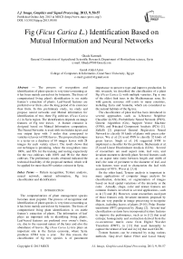 Fig (Ficus Carica L.) Identification Based on Mutual Information and Neural Networks