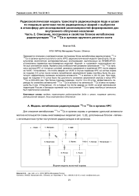 Радиоэкологическая модель транспорта радионуклидов йода и цезия по пище­вым цепочкам после радиационных аварий с выбросом в атмосферу для иссле­дований закономерностей формирования доз внутреннего облучения населения. Часть 2. Описание, постановка и свойства блоков метаболизма радионуклидов 131I и 137Cs в органах крупного рогатого скота