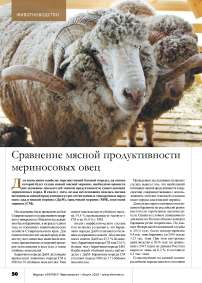 Сравнение мясной продуктивности мериносовых овец