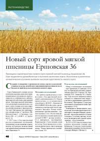 Новый сорт яровой мягкой пшеницы Ершовская 36