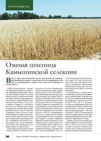 Озимая пшеница Камышинской селекции