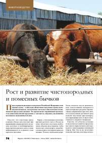 Рост и развитие чистопородных и помесных бычков