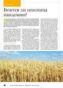 Боится ли пшеница пандемии?