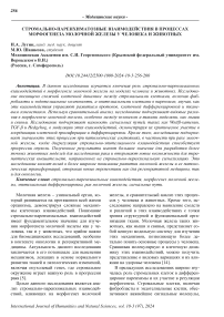 Стромально-паренхиматозные взаимодействия в процессах морфогенеза молочной железы у человека и животных