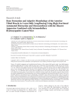Bone Formation and Adaptive Morphology of the Anterior Tibial Muscle in 3-mm Daily Lengthening Using High-Fractional Automated Distraction and Osteosynthesis with the Ilizarov Apparatus Combined with Intramedullary Hydroxyapatite-Coated Wire