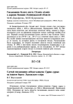 Гнездование белого аиста Ciconia ciconia в деревне Коваши Ленинградской области