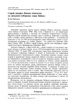 Серый скворец Sturnus cineraceus на западном побережье озера Байкал