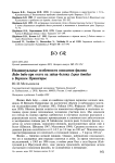 Индивидуальные особенности поведения филина Bubo bubo при охоте на зайца-беляка Lepus timidus в Верхнем Приангарье