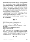 Встреча серощёкой Podiceps grisegena и красношейной P. auritus поганок на Колпанском озере под Гатчиной