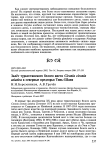 Залёт туркестанского белого аиста Ciconia ciconia asiatica в северные предгорья Тянь-Шаня