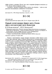 Первый случай зимовки чёрного аиста Ciconia nigra в юго-восточной части Казахстана