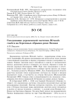 Гнездование деревенской ласточки Hirundo rustica на береговых обрывах реки Пимжи