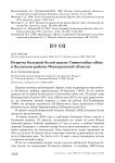 Встреча большой белой цапли Casmerodius albus в Холмском районе Новгородской области