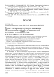 Раннее гнездование степного жаворонка Melanocorypha calandra в Алакольской котловине весной 2008 года