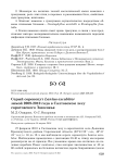 Серый сорокопут Lanius excubitor зимой 2009-2010 года в Салтовском лесу Саратовского Заволжья