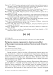 Встреча серого сорокопута Lanius excubitor в Малоярославецком районе Калужской области