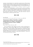 Экспансия чибиса Vanellus vanellus продолжается: первое гнездование в субарктическом поясе Сибири