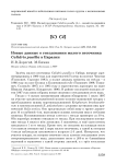 Новые данные о гнездовании малого песочника Calidris pusilla в Евразии