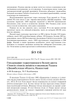 Гнездование туркестанского белого аиста Ciconia ciconia asiatica в низовьях Таласа (Джамбулская область, Казахстан)