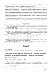 Находки белохвостой пигалицы Vanellochettusia leucura в дельте Сырдарьи (Аральское море)