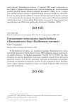 Гнездование могильника Aquila heliaca в Каиндинском бору (Калбинское нагорье)