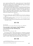 Гнездование могильника Aquila heliaca в песчаной пустыне Муюнкумы