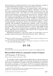 Филин Bubo bubo на западном чинке Устюрта