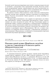 Находка синей птицы Myophonus caeruleus в ущелье Сарыайгыр в Угамском хребте (Южный Казахстан)