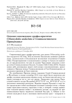 Осеннее нахождение дрофы-красотки Chlamydotis undulata в Семипалатинском Прииртышье