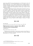 Наблюдение малого стрижа Apus affinis в Бадхызском заповеднике