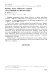 Моёвка Rissa tridactyla - новый гнездящийся вид Белого моря