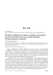 Встреча сибирского горного вьюрка Leucosticte arctoa brunneonucha на острове Беринга (Командорские острова)