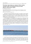 Питание красноносых нырков Netta rufina водорослями на Кокаральской плотине (Малое Аральское море)