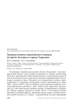 Зимняя встреча европейского тювика Accipiter brevipes в городе Саратове