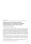 Орлан-белохвост Haliaeetus albicilla и обыкновенная гага Somateria mollissima в Кандалакшском заливе Белого моря