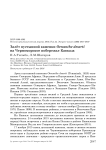 Залёт пустынной каменки Oenanthe deserti на Черноморское побережье Кавказа