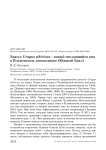 Урагус Uragus sibiricus - новый гнездящийся вид в Ильменском заповеднике (Южный Урал)