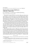 Краснозобая казарка Rufibrenta ruficollis в Приазовье