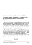 Дальневосточный белый аист Ciconia boyciana на реке Бее (окрестности бухты Терней)