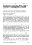 Залёт молодого белоголового орлана Haliaeetus leucocephalus в гнездовом наряде на остров Парамушир (Северные Курильские острова)