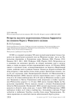 Встреча малого веретенника Limosa lapponica на южном берегу Финского залива