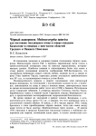 Чёрный жаворонок Melanocorypha tatarica как постоянно гнездящаяся птица в Северо-Западном Казахстане и смежных с ним частях областей Среднего и Нижнего Поволжья