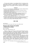 Находка савки Oxyura leucocephala в Зайсанской котловине