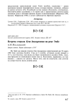 Встреча стерхов Grus leucogeranus на реке Эмбе